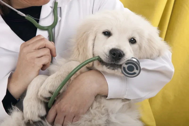 Dežuren veterinar Gorenjska