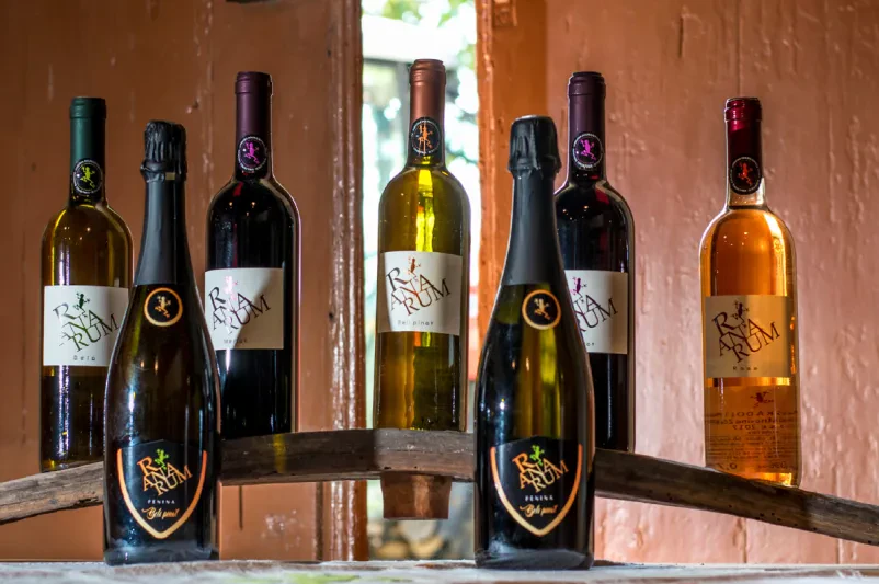 Vipavska vina Slovenija