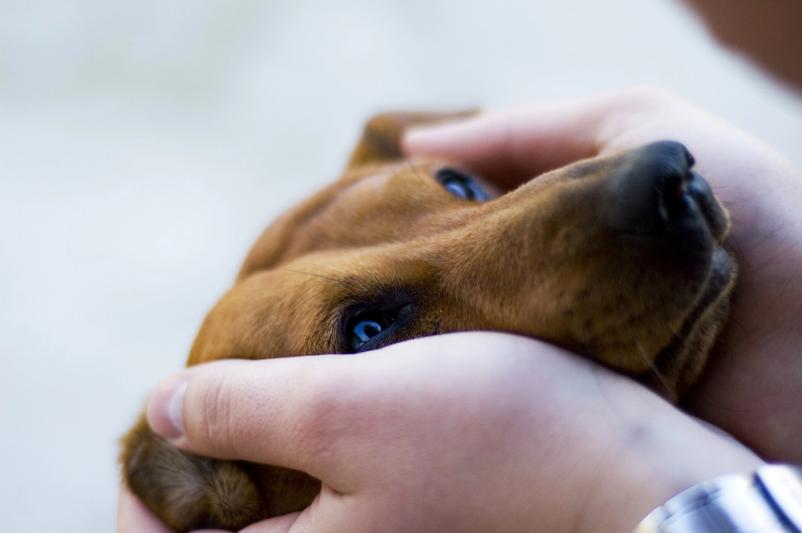 Dober veterinar Ljubljana