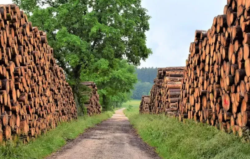 spravilo hlodov
