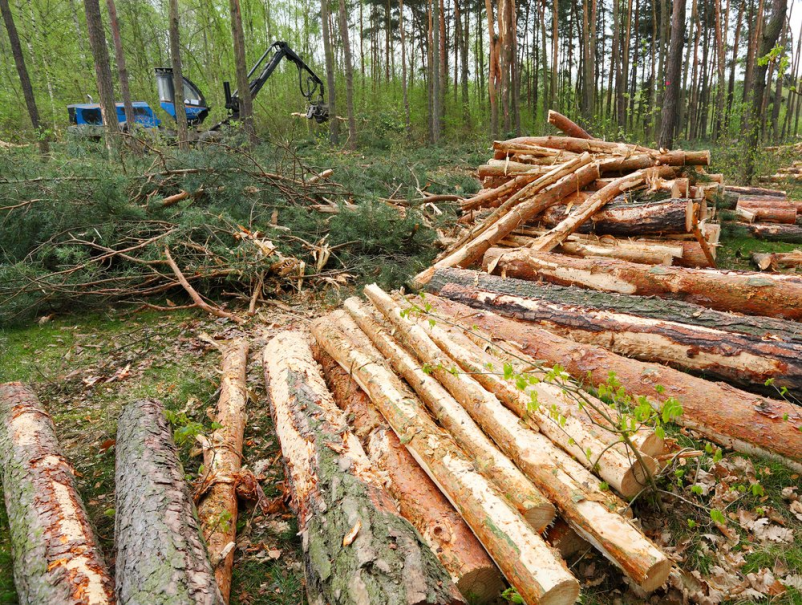 Sečnja, spravilo lesa Dolenjska