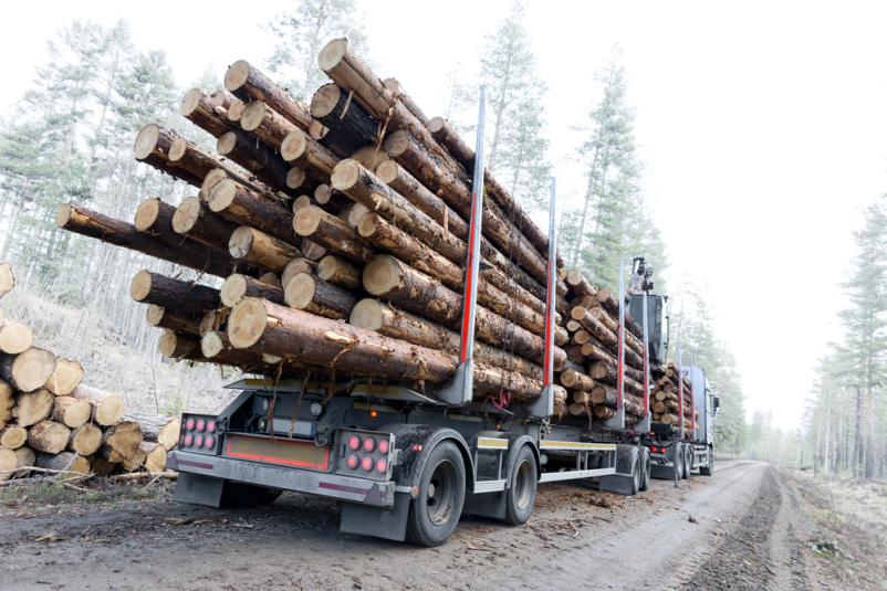 Ugoden transport hlodovine po Sloveniji 