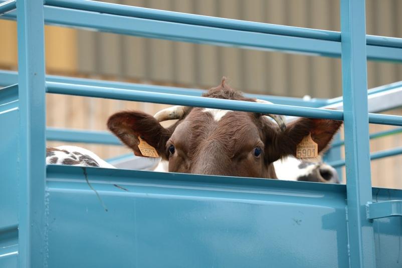 Günstiger Transport lebender Tiere Slowenien, EU