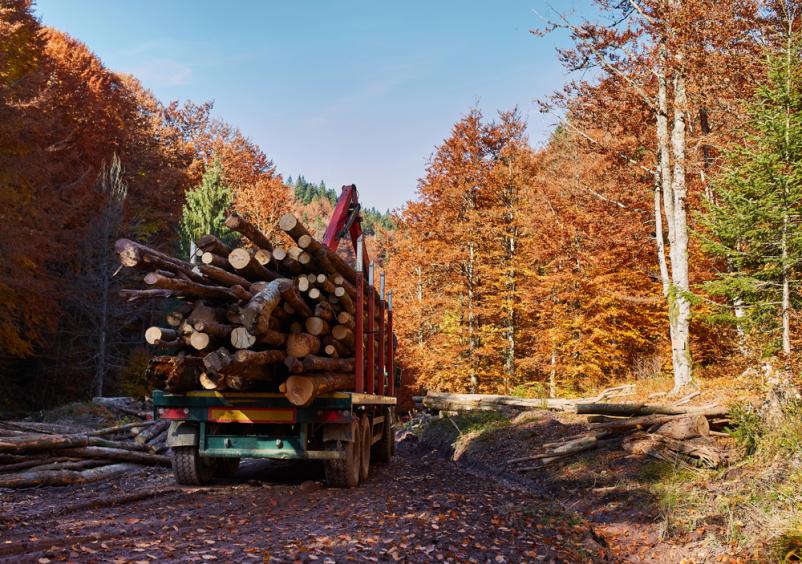 Hiter transport hlodovine Slovenija