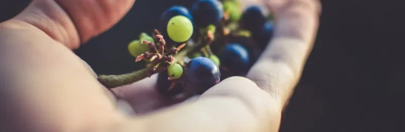 Društvo za promocijo vina