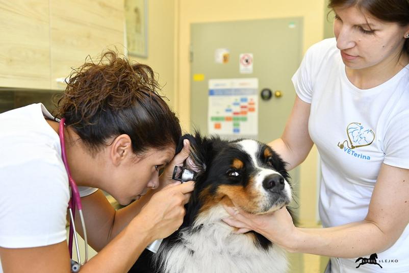 Sterilizacija in kastracija malih živali Nova Gorica