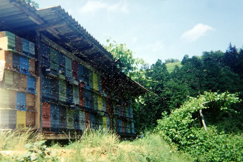 Čebelje matice Apis mellifera carnica Slovenija, Evropa