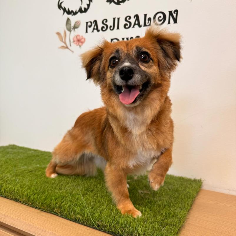 Dober pasji salon Ljubljana Črnuče