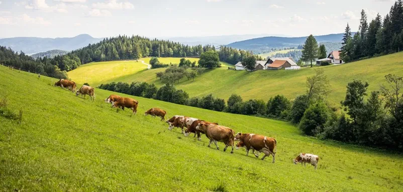Kvalitetna predelava mesa Štajerska, Slovenija