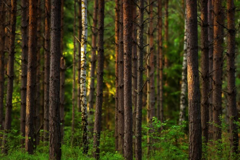 Obrezovanje visokih dreves Zgornja Kungota