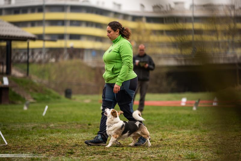 Pasja šola Kinološkega društva Duplica