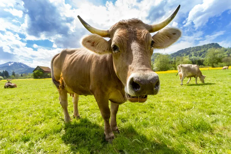Veterinar Gornja Radgona