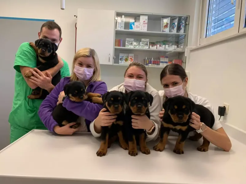 Veterinarska klinika in trgovina za male živali Ljubljana