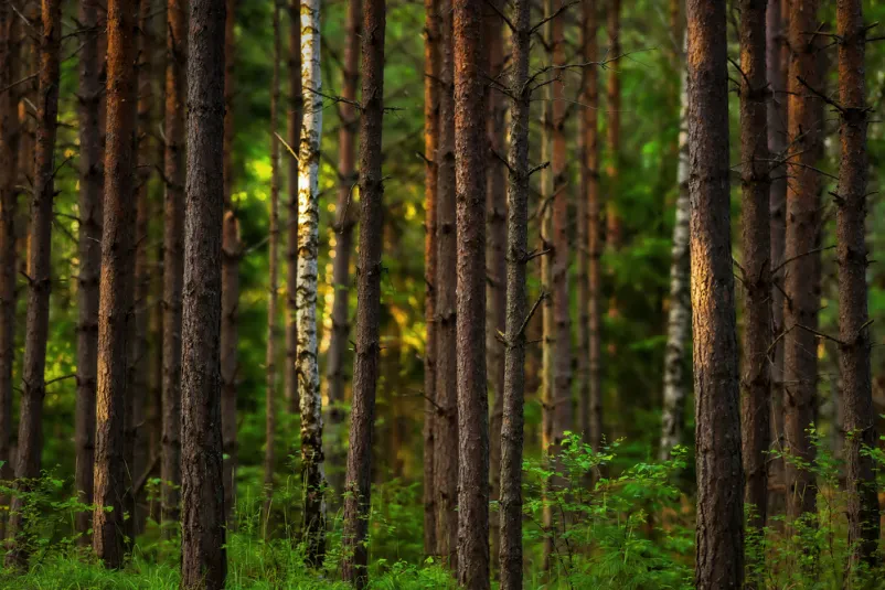 Ugodne gozdarske storitve Loška dolina