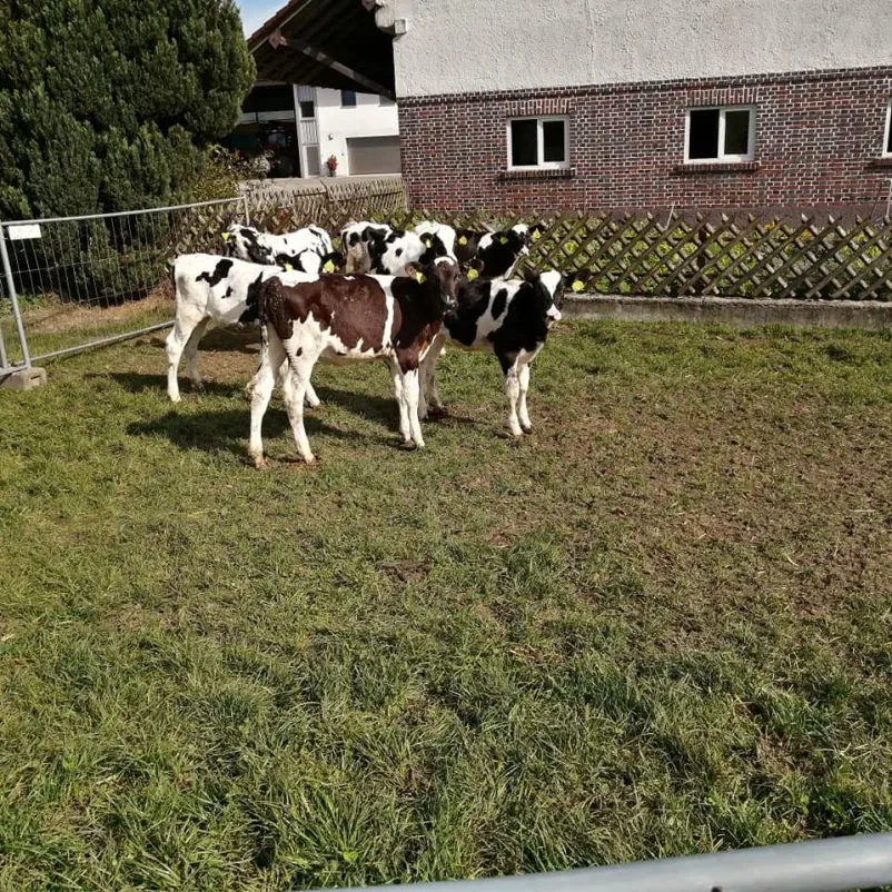 Kje kupiti plemensko živino