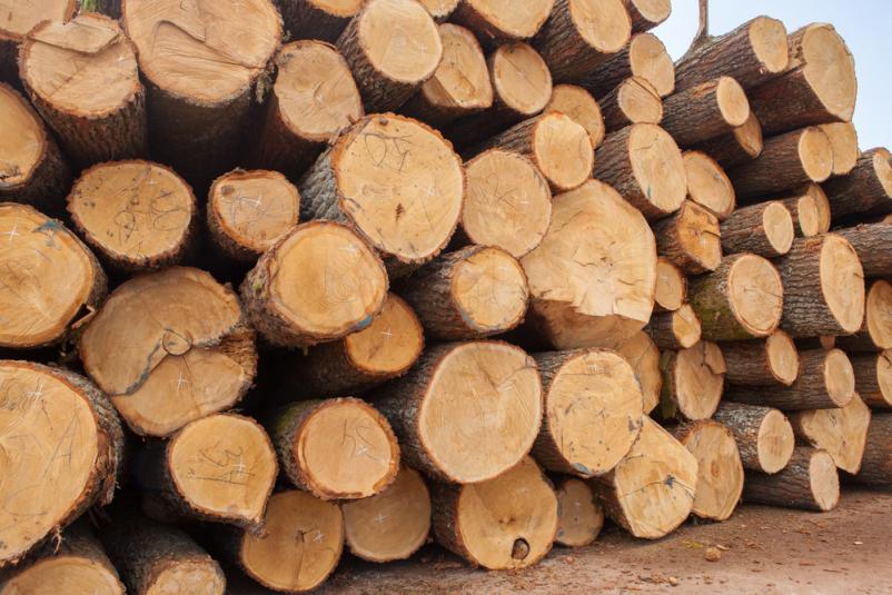 Purchase timber in Slovenia