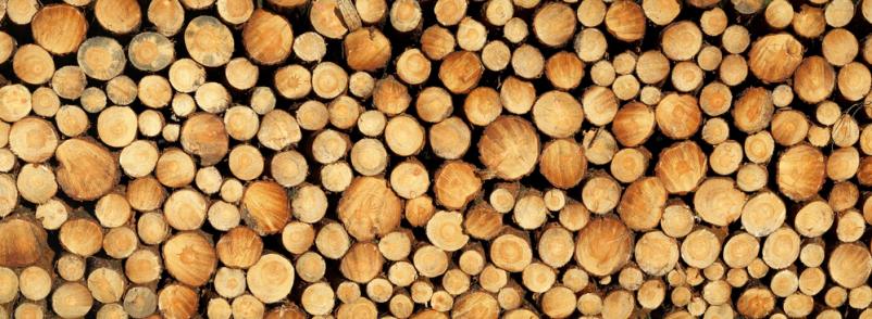 Purchase timber in Slovenia