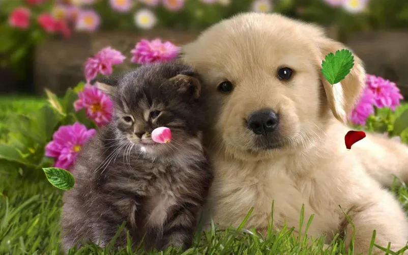 Veterinarska trgovina Notranjska, Postojna