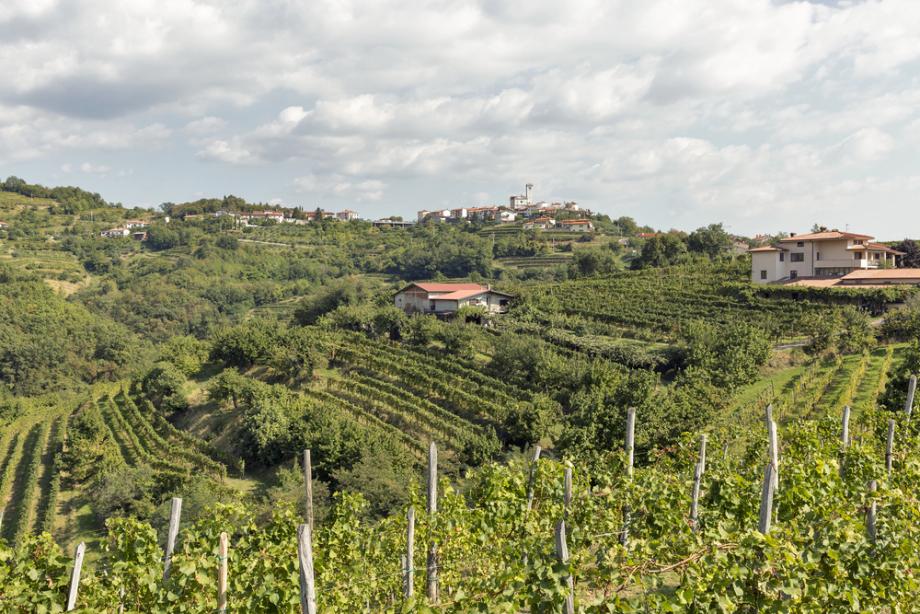 Vinogradi