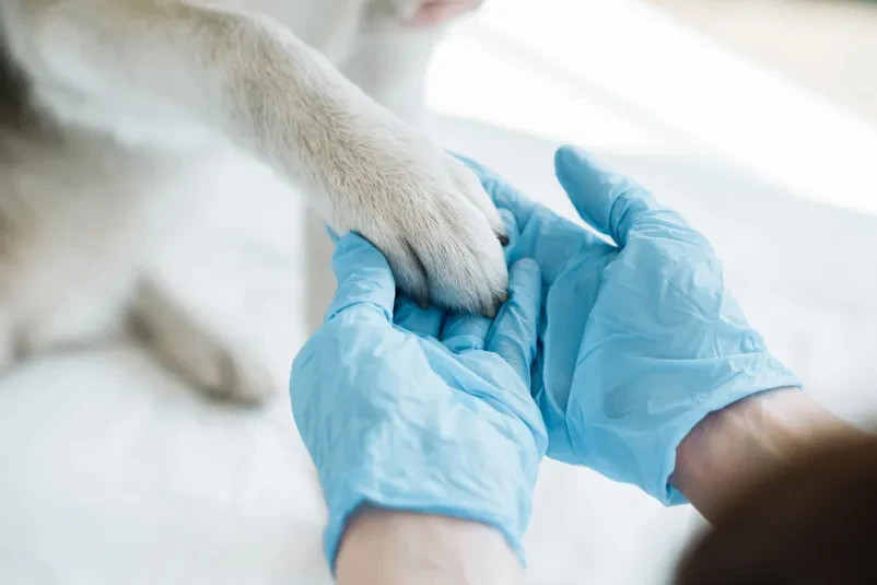 Veterinarska diagnostika za male živali