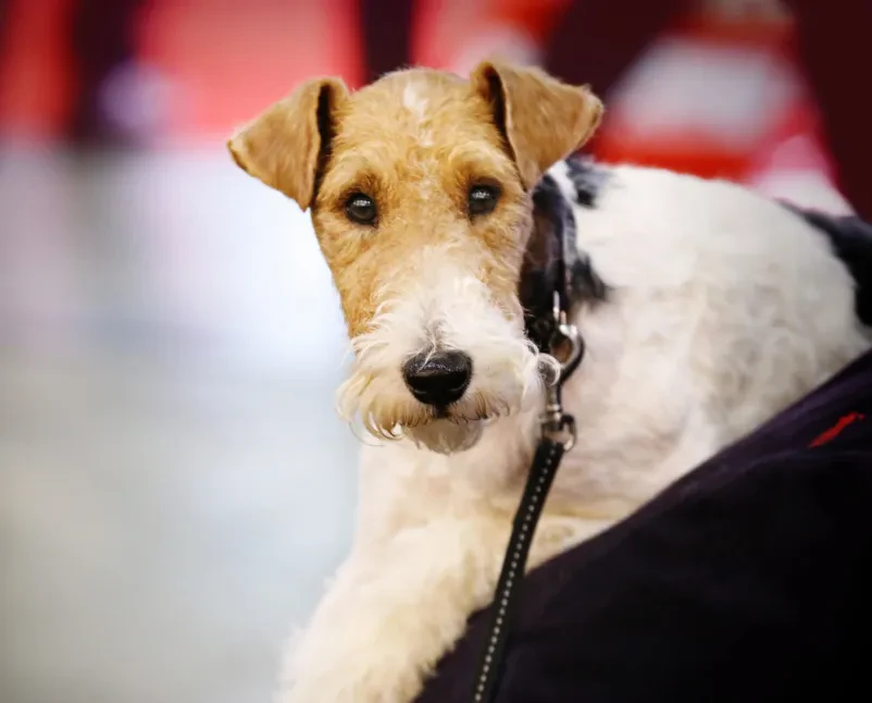 Visit a dog show in Slovenia