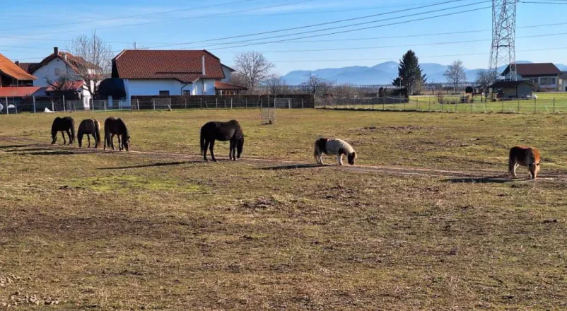 Društvo za zaščito konj