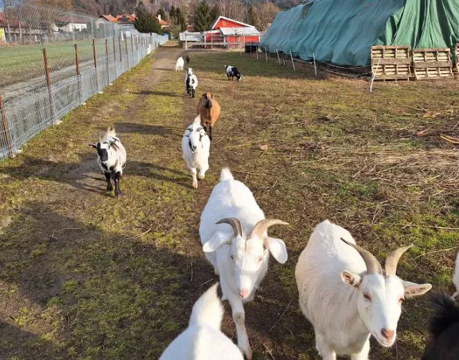 Društvo za pomoč živalim