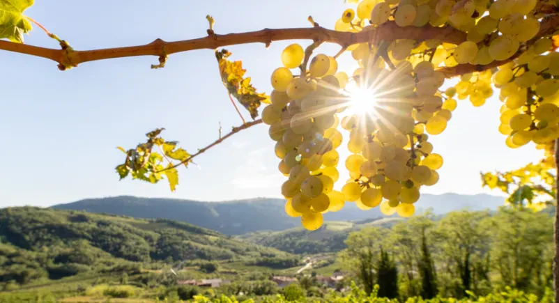 Pinela vina Goriška, Slovenija