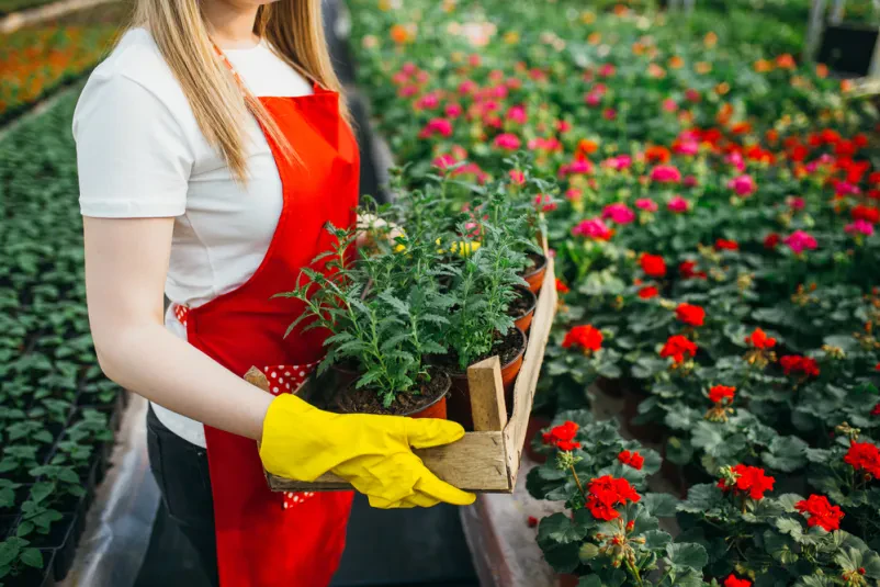 Vrtnarstvo Prosenc Dol pri Ljubljani