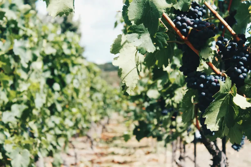 Vinograd Marezige