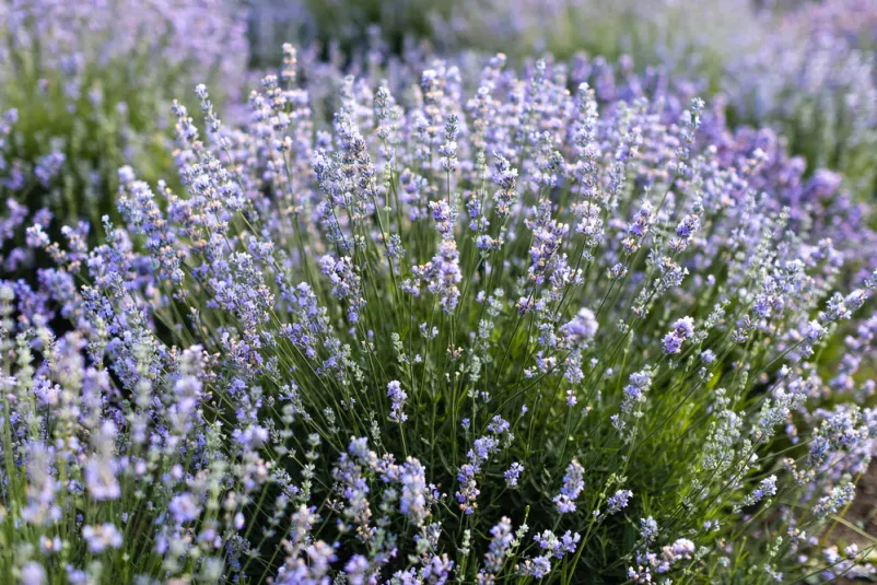 Cvetlica