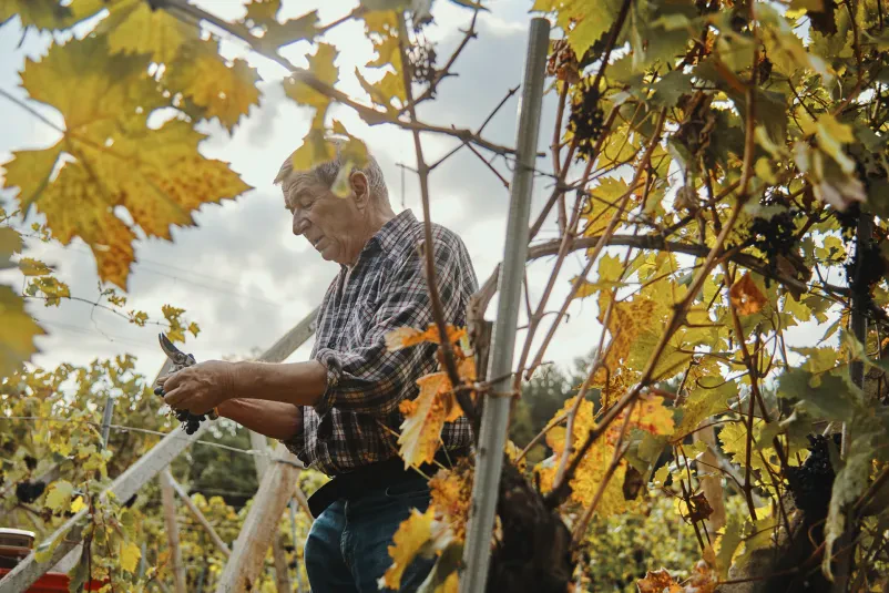 Kakovostna rdeča in bela kraška vina