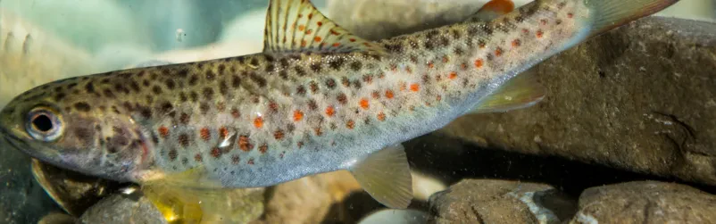 Fischerfamilie Soča Nova Gorica