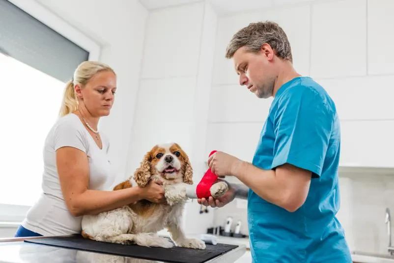 Dober veterinar Radomlje