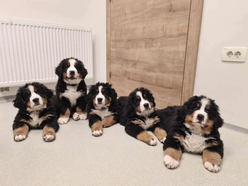 Poceni veterinar Radomlje