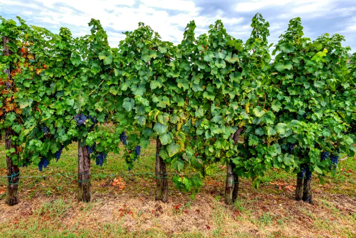 Vinogradniška oprema cena