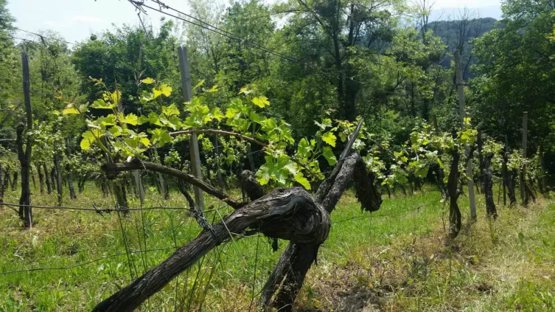 Vrhunska peneča vina Maribor