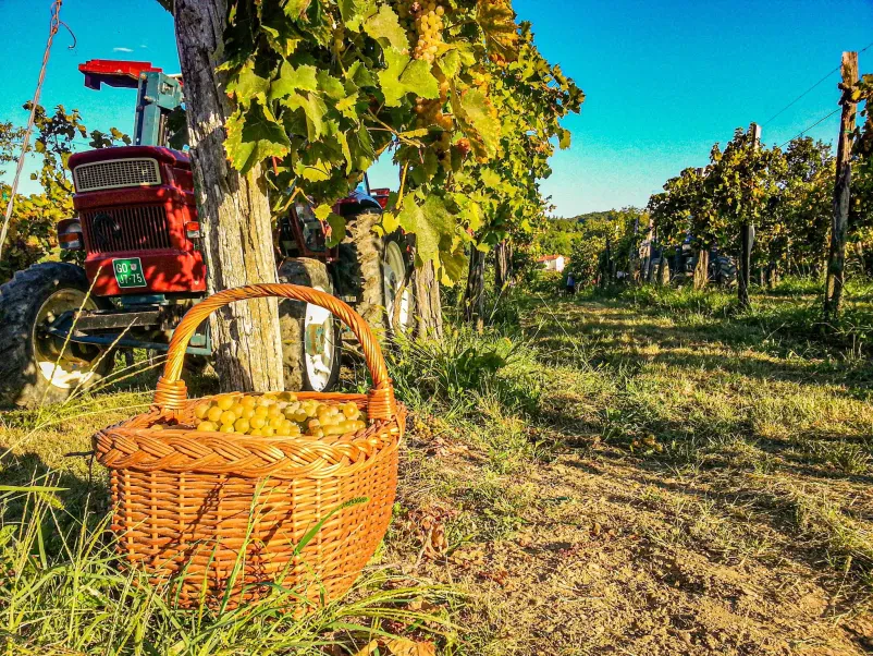 Kvalitetna buteljčna vina Goriška