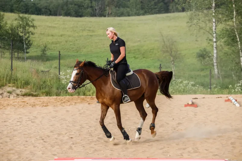 Provide your sport horses with only the best nutrition