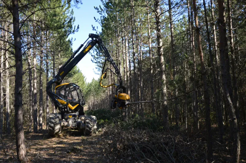Posek, spravilo lesa Posavje