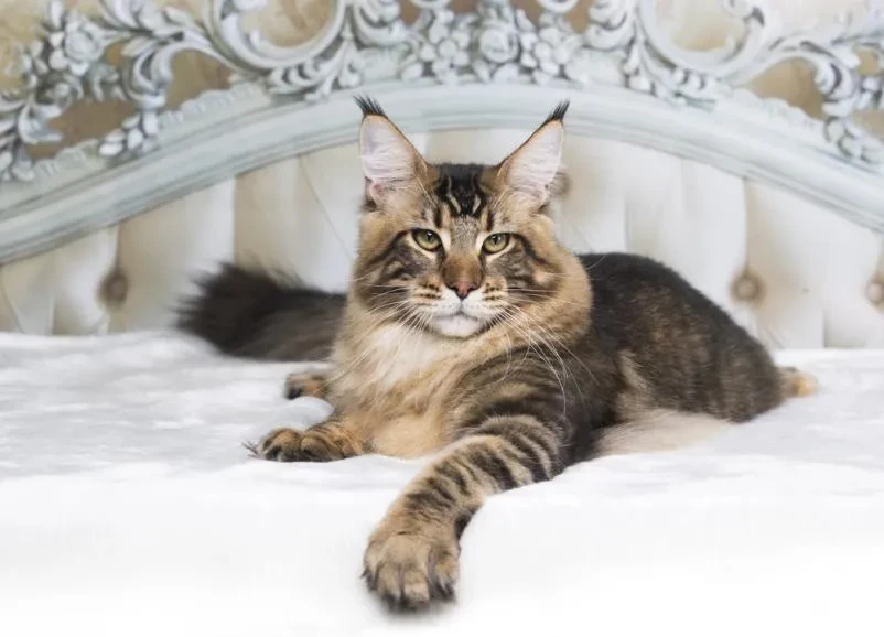 Prijazna vzreja mačk Maine Coon Slovenija