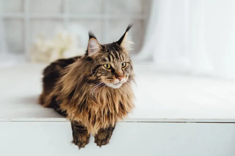 Vzreja mačk Maine Coon za celo Slovenijo