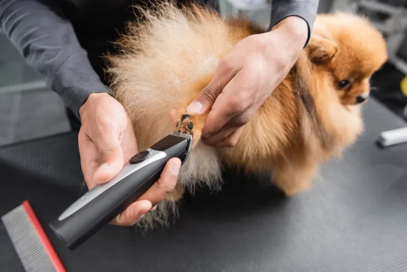 Ugoden salon za pse Ljubljana Bežigrad