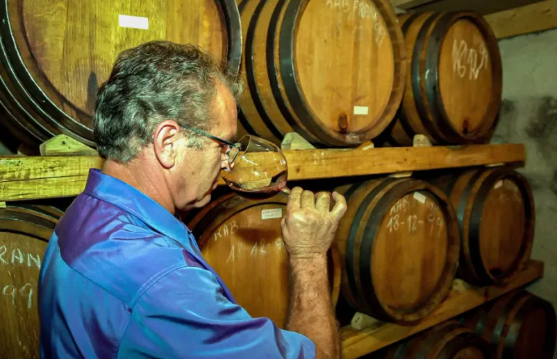 Ogled vinske kleti in degustacije vin Goriška Brda