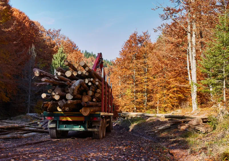Hitro spravilo lesa Gorenjska