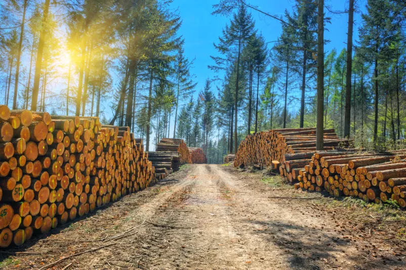 Spravilo lesa Tabor, Savinjska