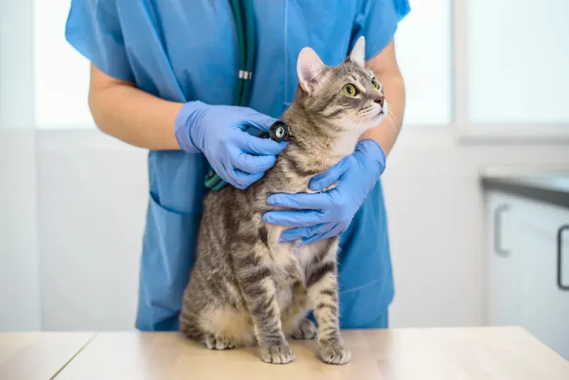 Veterinarska bolnica Goriška
