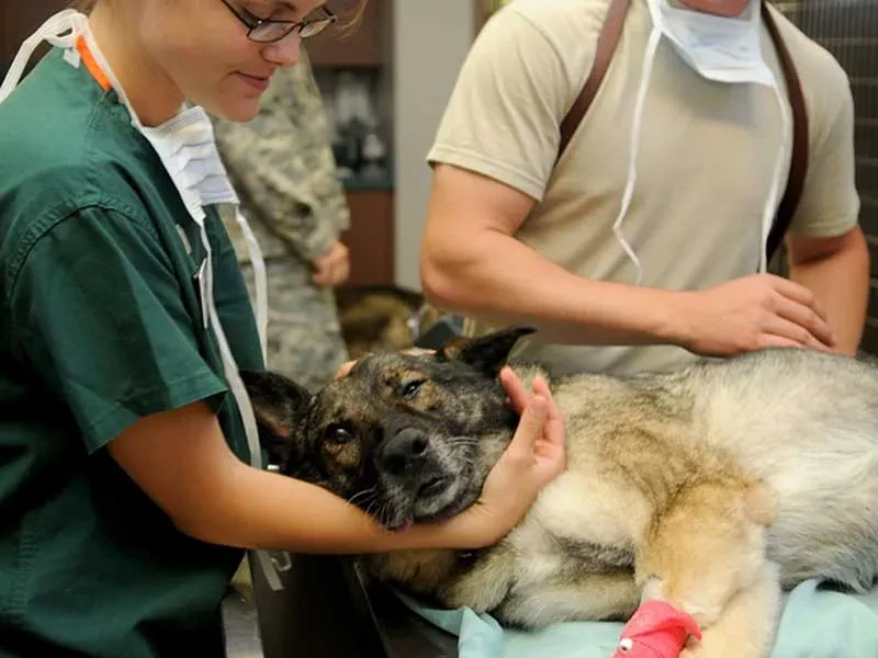 Dežurni veterinar Cerknica