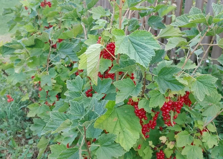 Organic fruit Žiri