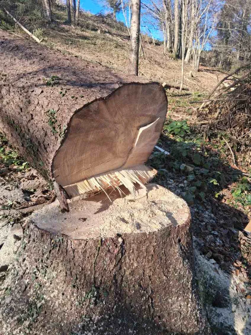 Kvalitetne gozdarske storitve Tolmin, Primorska